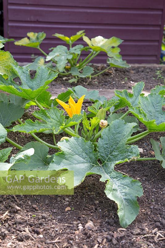 Courgette 'Romanesco' growing in vegetable garden 