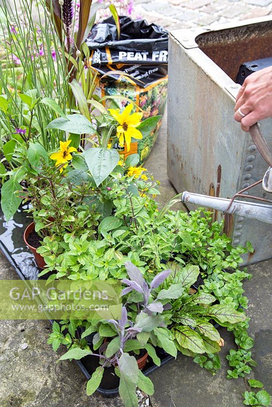large galvanised container with dwarf bean 'concador', Blackcurrant sage, Variegated ginger mint, Red veined sorrel, Indian mint, Lime mint, Fuchsia 'Upright Blackie ' Sanvitalia 'sunny trailing', Salvia officinalis Purpurascens, Ornamental Millet F1 'Purple Baron, Cataqnache caerulea