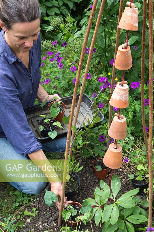 Step by step - creating a decorative wigwam with terracotta pots and planting with Ipomea and Cobaea scandens