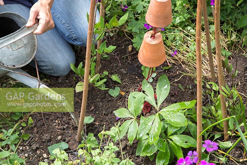 Step by step - creating a decorative wigwam with terracotta pots and planting with Ipomea and Cobaea scandens