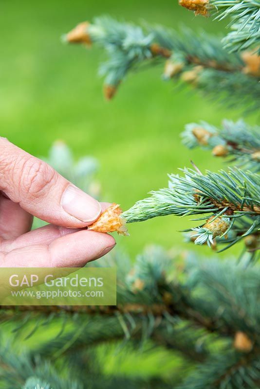 Abies procera - Removing bud scales from new growth on pine 
