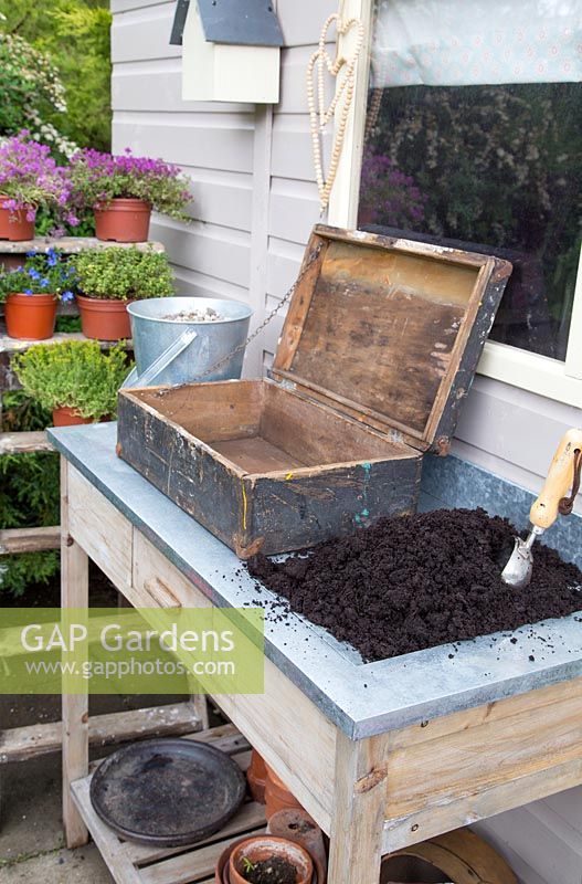 Step by step - Planting old wooden box container with Thymus green/yellow and Thymus serpyllum coccineus