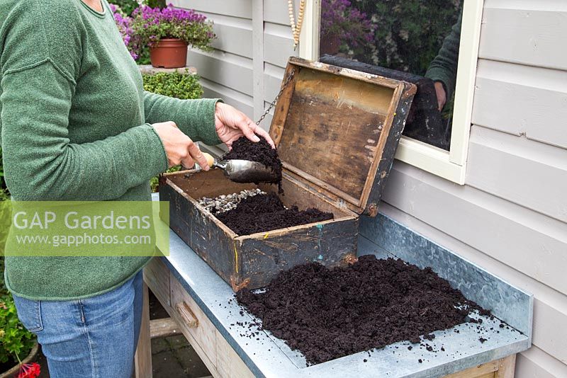 Step by step - Planting old wooden box container with Thymus green/yellow and Thymus serpyllum coccineus
