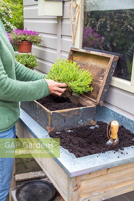 Step by step - Planting old wooden box container with Thymus green/yellow and Thymus serpyllum coccineus
