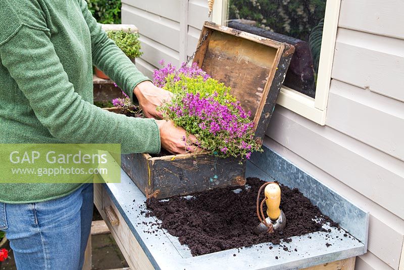 Step by step - Planting old wooden box container with Thymus green/yellow and Thymus serpyllum coccineus
