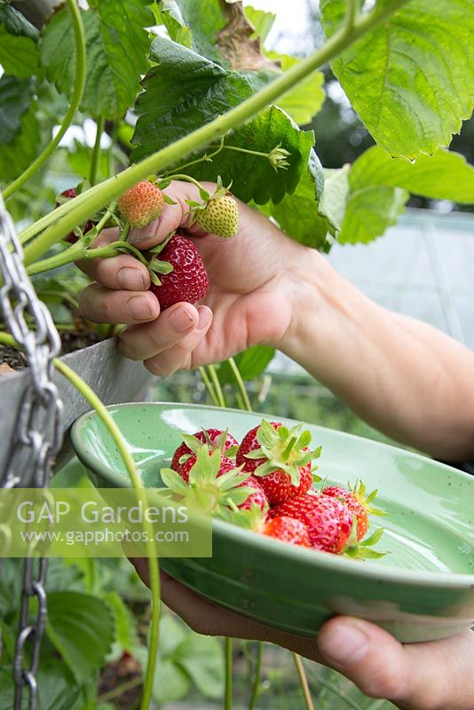 Step by step for planting strawberries in a hanging metal container - harvesting ripe fruit