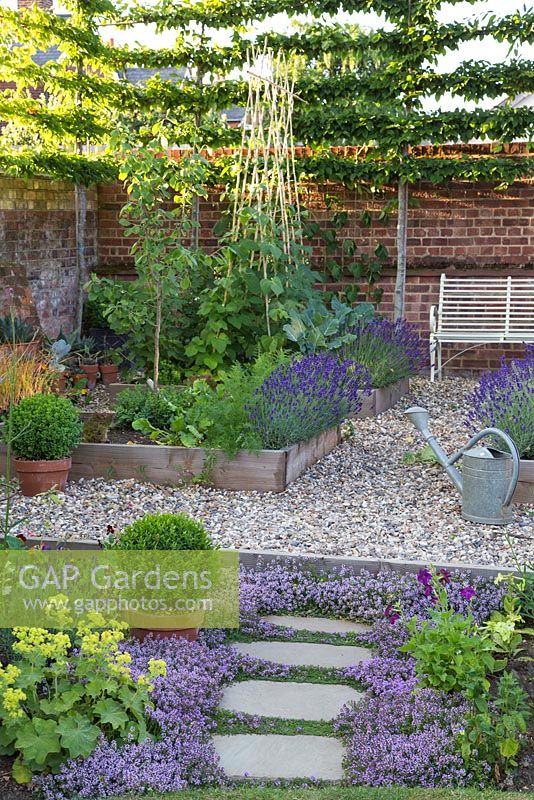 Potager with raised beds of vegetables and lavender, bench and thyme path