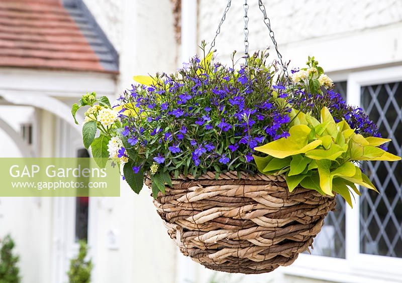Hanging basket of Isotoma Deep Blue - Tristar series, Ipomoea 'Marguerite' and Lantana White - Lucky series