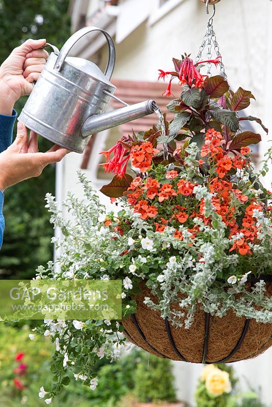 Hanging basket with Fuschia Bush 'Thalia', Diascia 'Romeo Orange', Bacopa 'Mega White' and Helichrysum microphyllum