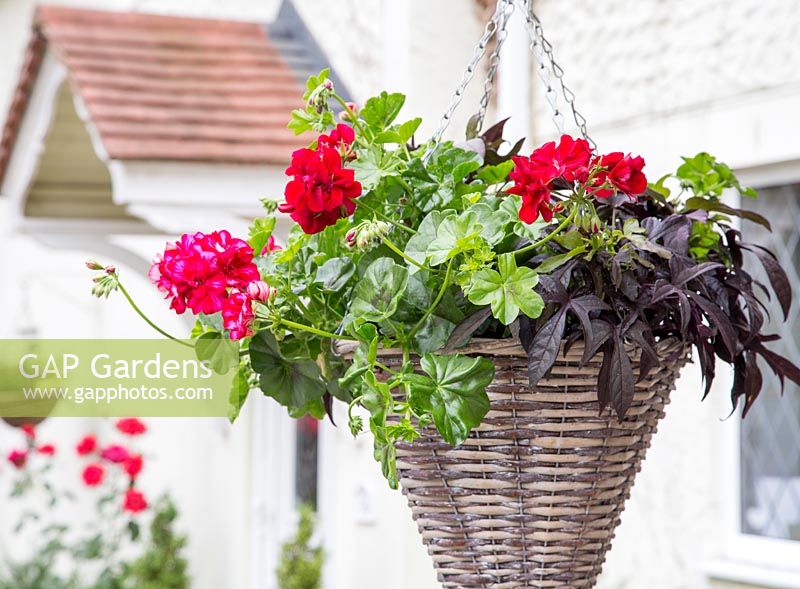 Hanging basket with Ipomoea 'Bright Ideas Black' and Ivy Geranium 'Precision Red Bicolour'