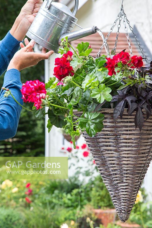 Hanging basket with Ipomoea 'Bright Ideas Black' and Ivy Geranium 'Precision Red Bicolour' 