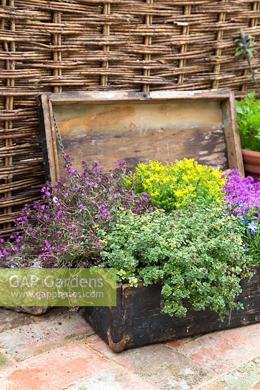 Mixed large wooden box container with herbs