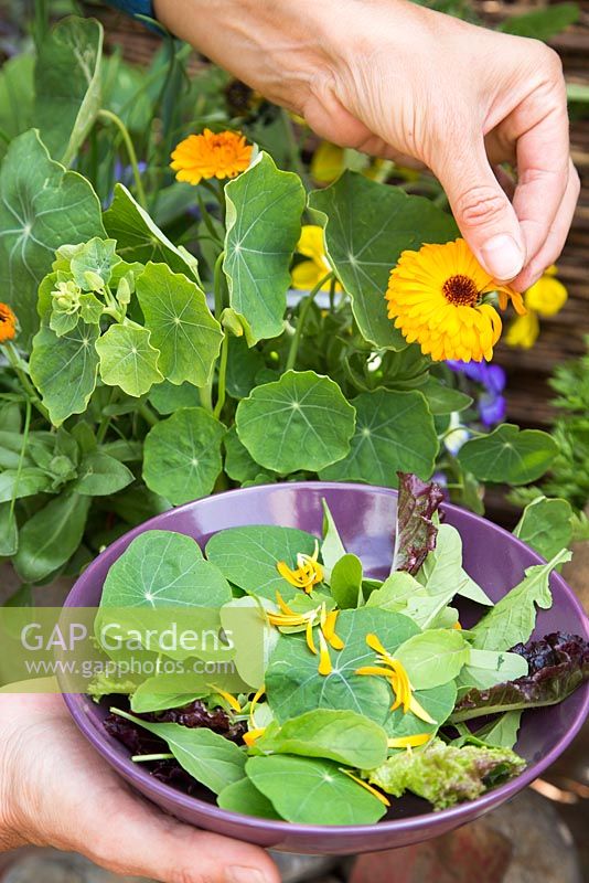 step by step - old bucket container with nasturtiums, calendular, helianthus - sunflower and chives - harvesting salad and edible flowers