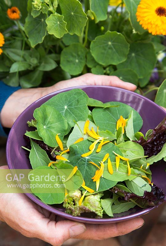 Step by step - old bucket container with nasturtiums, calendular, helianthus - sunflower and chives - harvesting salad and edible flowers