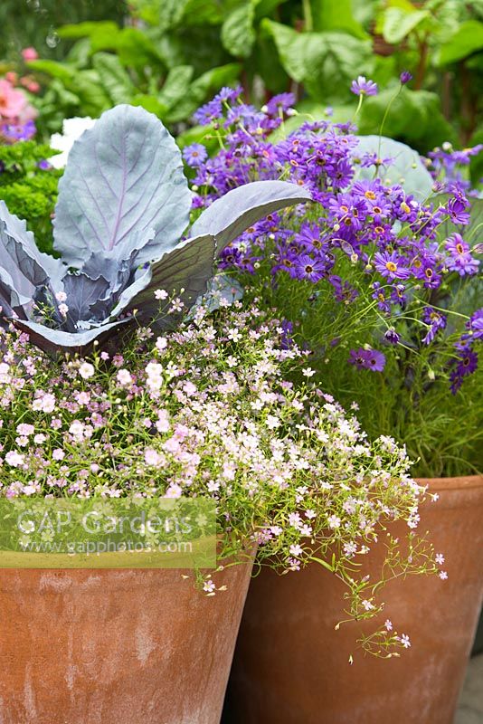 Step by step Container of Red Cabbage Gypsophila 'Gypsy Rose'