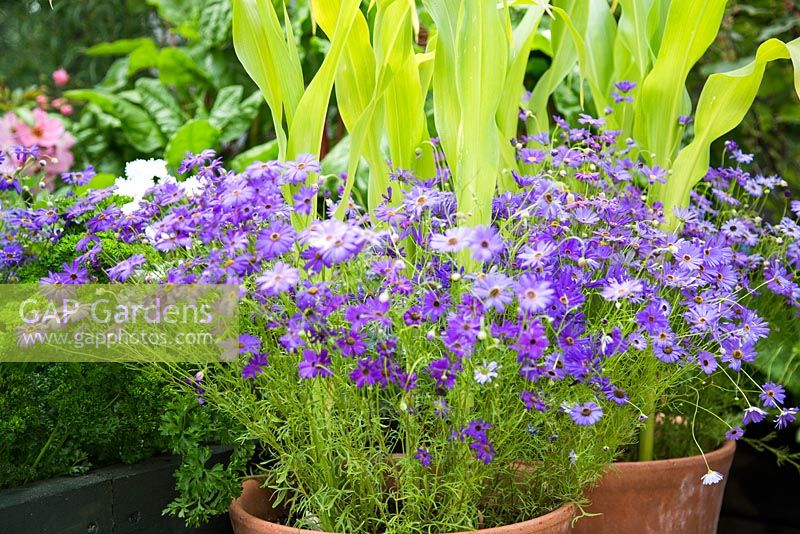 Step by step - Containers with sweetcorn 'Earlibird' and Brachyscome 'blue star'
