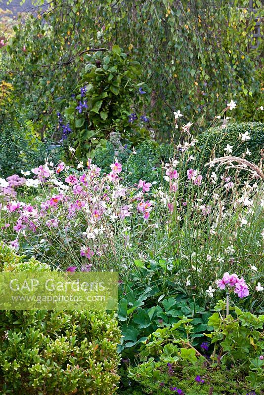 Gaura lindheimeri and Anemone hupehensis in raised bed - NGS garden Oxsetton 