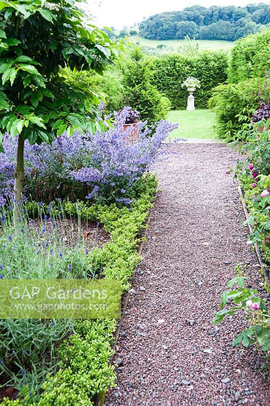 The Knot Garden, newly planted with Ilex crenata to replace diseased box plants, features standard Prunus lusitanica - Portuguese laurels, and herbs including Nepeta racemosa 'Walker's Low'. Ashley Farm, Stansbatch, Herefordshire, UK