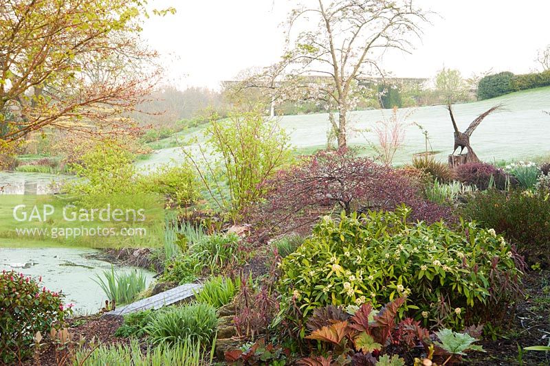 Planting around the top of the lake includes acers, skimmias, rhododendrons, cornuses and moisture lovers such as rheums with willow sculpture of bird. Forest Lodge, Pen Selwood, Somerset, UK