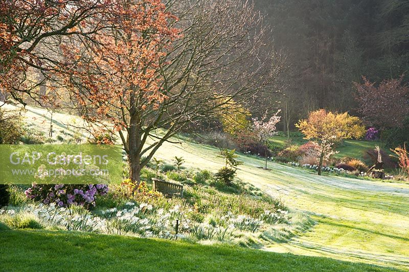 Sunlight stretches across the frosty lawn illuminating trees, shrubs and Narcissus 'Thalia'. Forest Lodge, Pen Selwood, Somerset, UK
