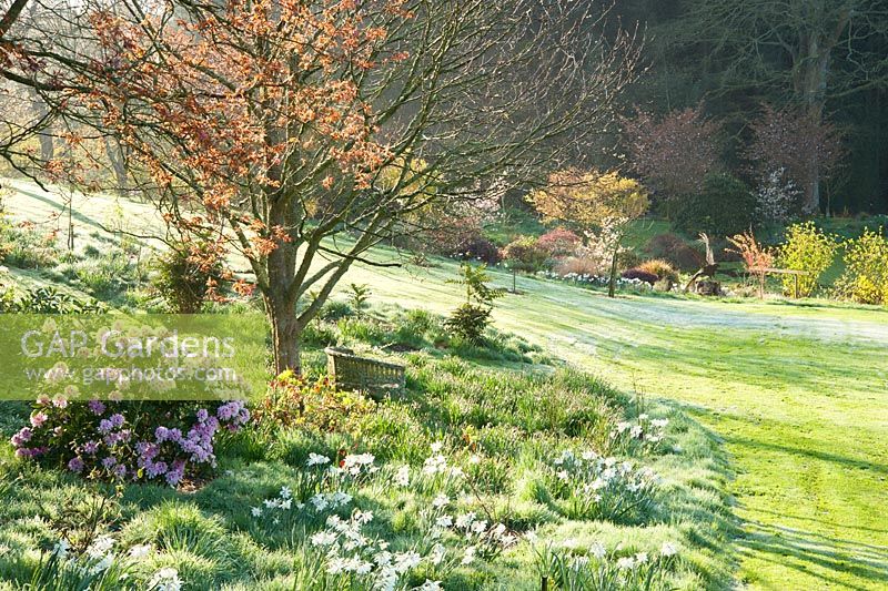 Sunlight stretches across the frosty lawn illuminating trees, shrubs and Narcissus 'Thalia'. Forest Lodge, Pen Selwood, Somerset, UK