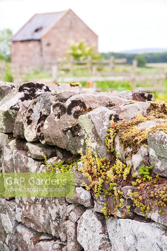 Sedums colonising dry stone wall. Fowberry Mains Farmhouse, Wooler, Northumberland, UK