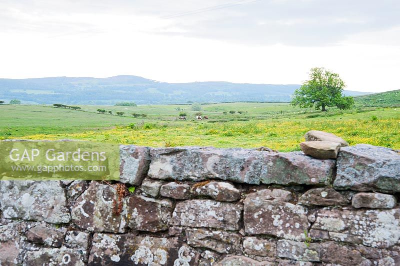 Cheviot hills seen beyond the drystone boundary wall of the garden. Fowberry Mains Farmhouse, Wooler, Northumberland, UK