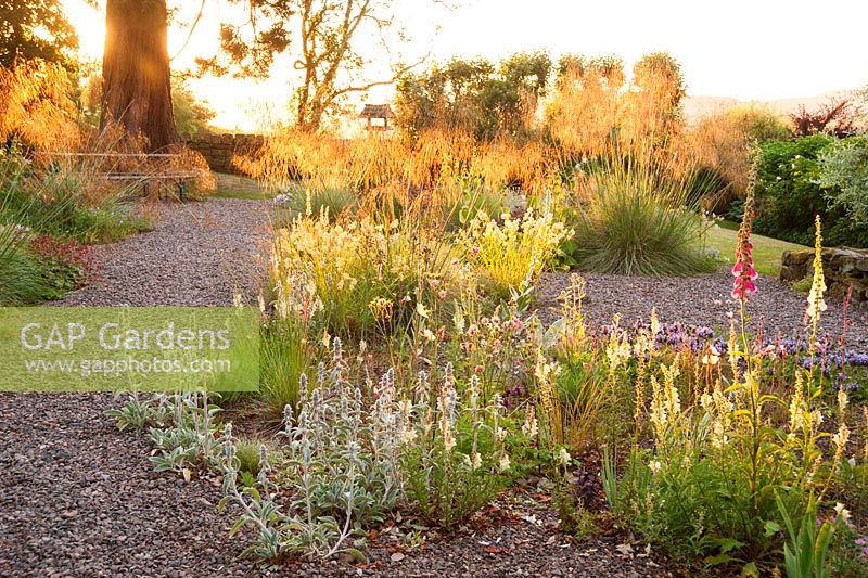 Gravel garden with Stipa gigantea catching the early morning sun, with Stacys byzantina, foxgloves antirrhinums, evening primrose and Phlomis russeliana. Fowberry Mains Farmhouse, Wooler, Northumberland, UK