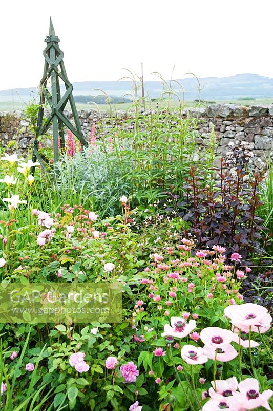 Papaver orientale 'Karine', Astrantia maxima, Gillenia trifoliata, dark Lysimachia 'Firecracker' and pale irises in island bed with landscape beyond dry stone wall behind. Fowberry Mains Farmhouse, Wooler, Northumberland, UK