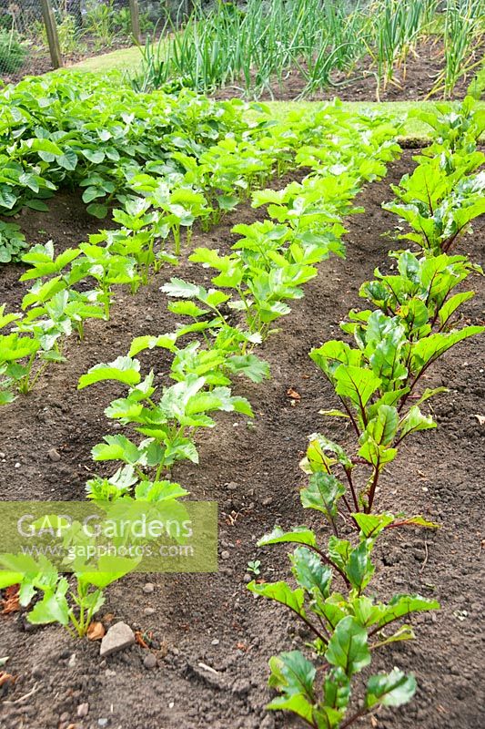 Neat rows of vegetables and salad crops in the vegetable plot. Fowberry Mains Farmhouse, Wooler, Northumberland, UK