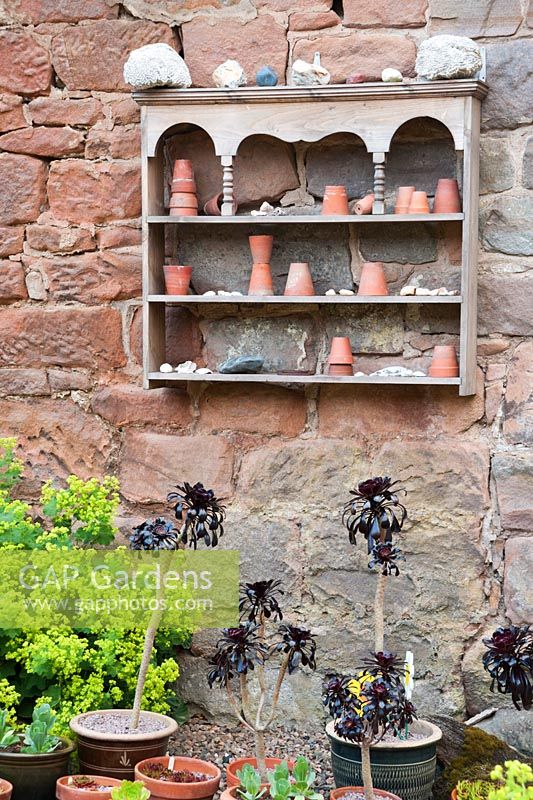 Wooden shelf for display mounted on a wall of the farmhouse, with pots of Aeonium 'Zwartkop' on the ground and self seeded Alchemilla mollis all around. Fowberry Mains Farmhouse, Wooler, Northumberland, UK