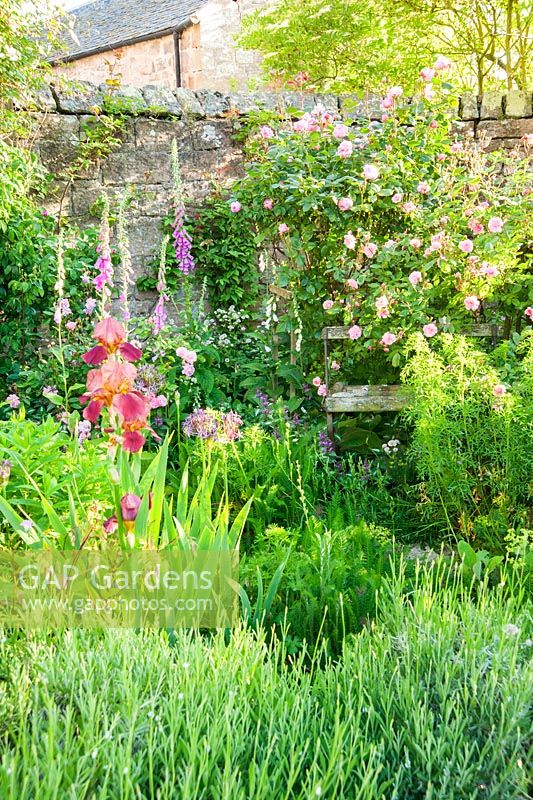 Irises surrounded by foxgloves and pink roses, including Rosa Geoff Hamilton 'Ausham'. Fowberry Mains Farmhouse, Wooler, Northumberland, UK