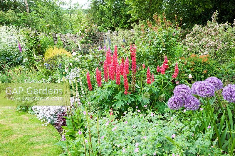 Mixed border including lupins, geraniums, Verbascum chaixii and alliums. Fowberry Mains Farmhouse, Wooler, Northumberland, UK