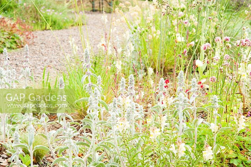 Stachys byzantina, antirrhinums, evening primrose and aquilegias in the gravel garden. Fowberry Mains Farmhouse, Wooler, Northumberland, UK