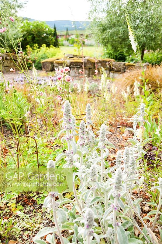 Stachys byzantina, antirrhinums, evening primrose and aquilegias in the gravel garden. Fowberry Mains Farmhouse, Wooler, Northumberland, UK