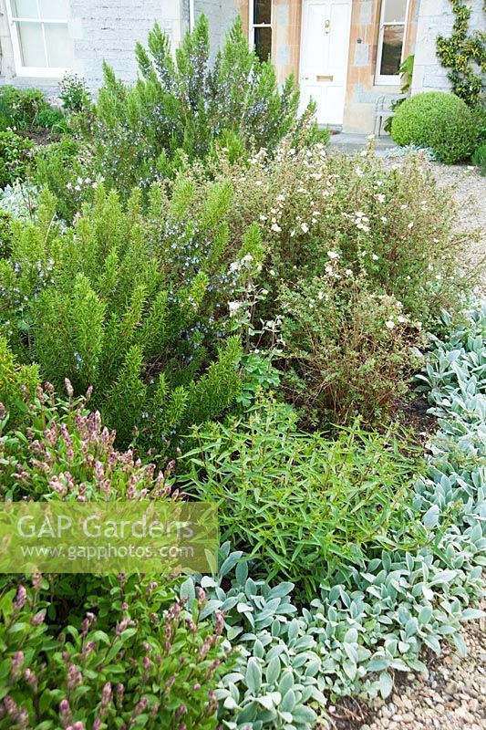 Circular bed in front of the house is planted with herbs including sage and rosemary, plus silvery Stachys byzantina 'Silver Carpet' and white Potentilla fruticosa 'Abbotswood'