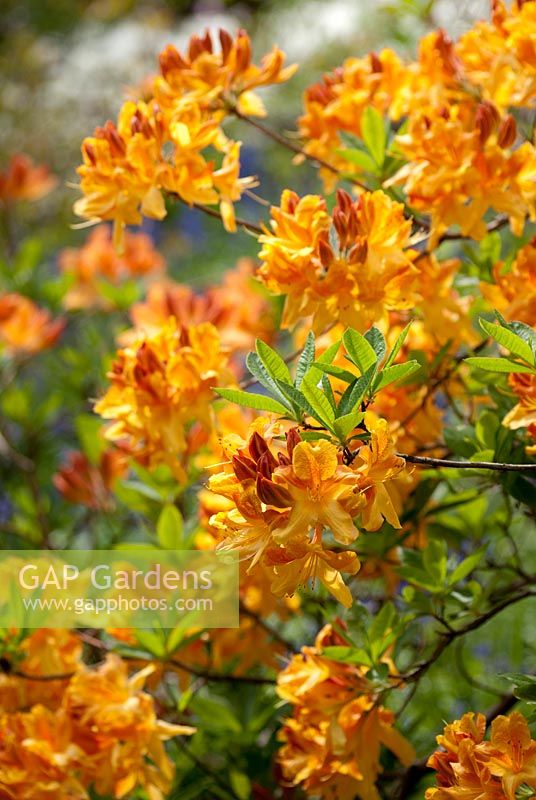 Rhododendron 'Christopher Wren'