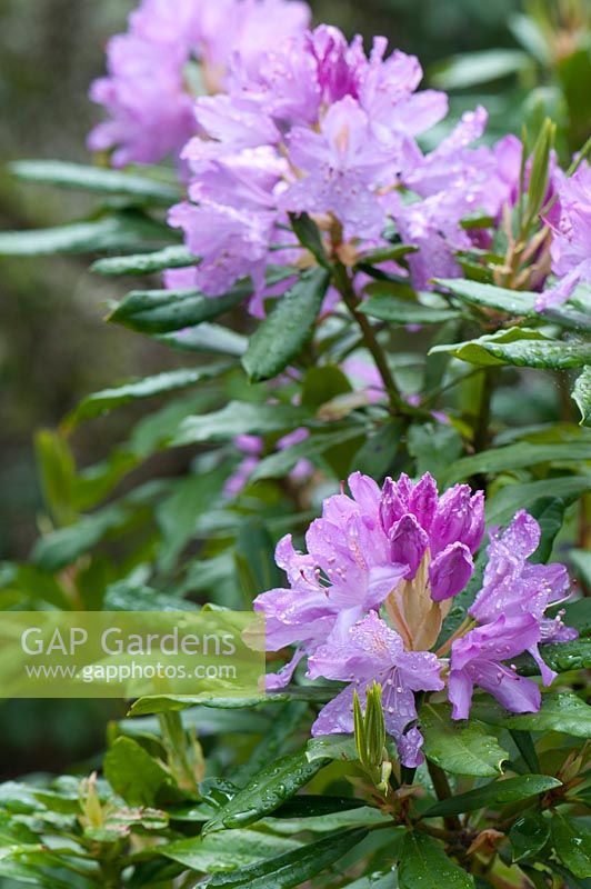 Rhododendron ponticum - the plant is responsible for the destruction of many native habitats.
