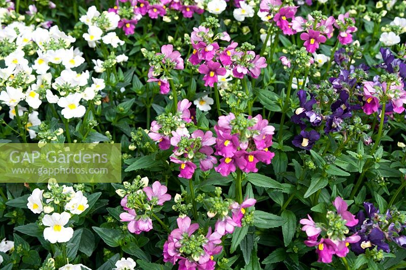 Nemesia fruticans 'Aromatica Rose Pink', 'Lady Vanilla' and 'Royal Blue' 