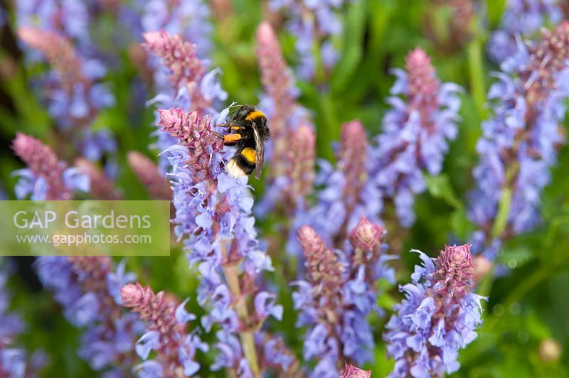 Bee on Salvia nemorosa 'Ostfriesland' Balkan clary ... Sometimes known as 'East Friesland' 