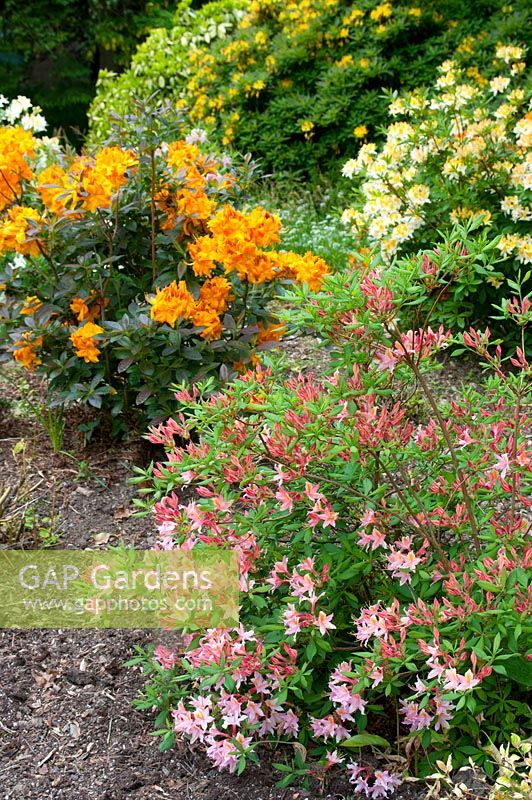 Rhododendron 'Northern Hi-Lights', Rhododendron 'Klondyke' and Rhododendron 'Tower Beauty'