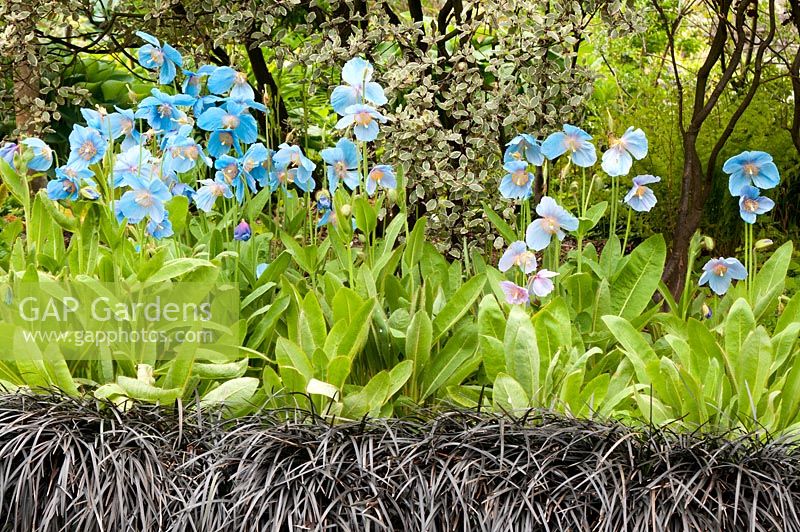 Raised bed with Meconopsis 'Lingholm' and  Ophiopogon planiscarpus Nigrescens - Black grass