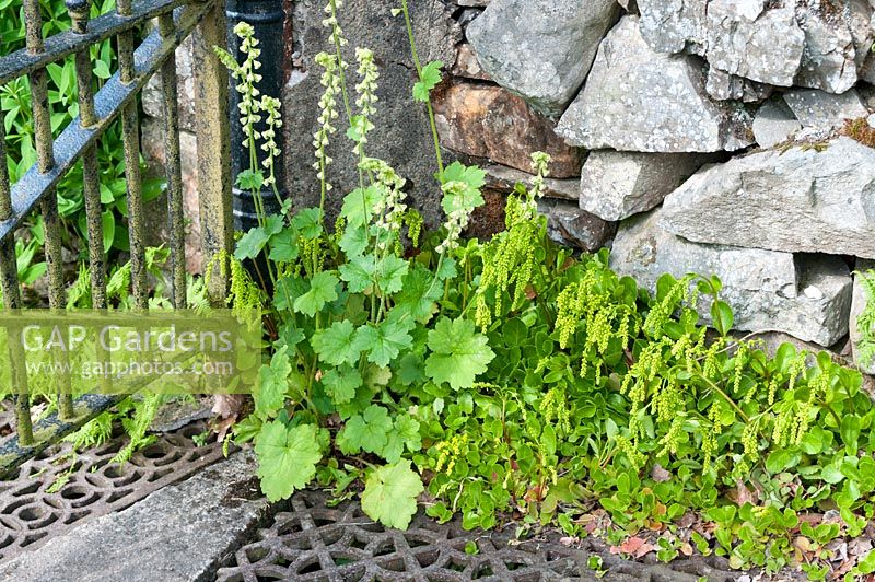 Self seeded Tellima and Chiastophyllum oppositifolium' by metal gate and dry stone wall