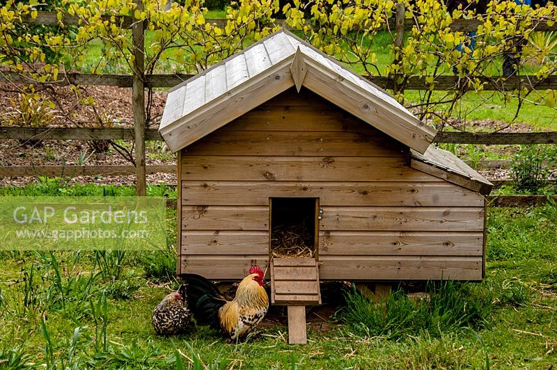 Chickens and hen house, east ruston old vicarage garden