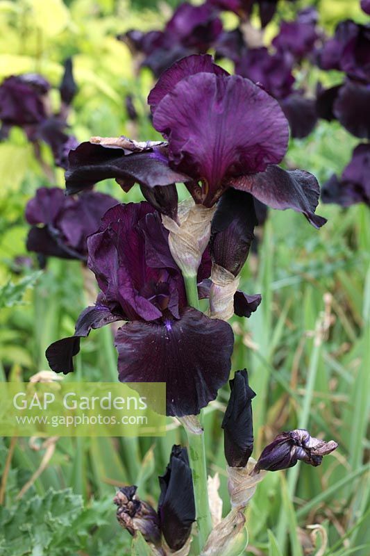 Iris 'Black Sargeant' close up of flower