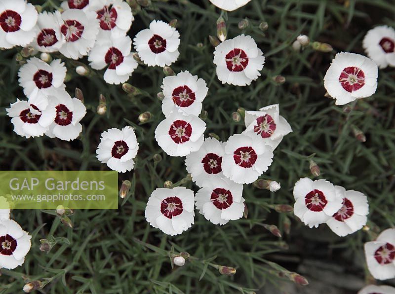 Dianthus 'Dainty Dame' 