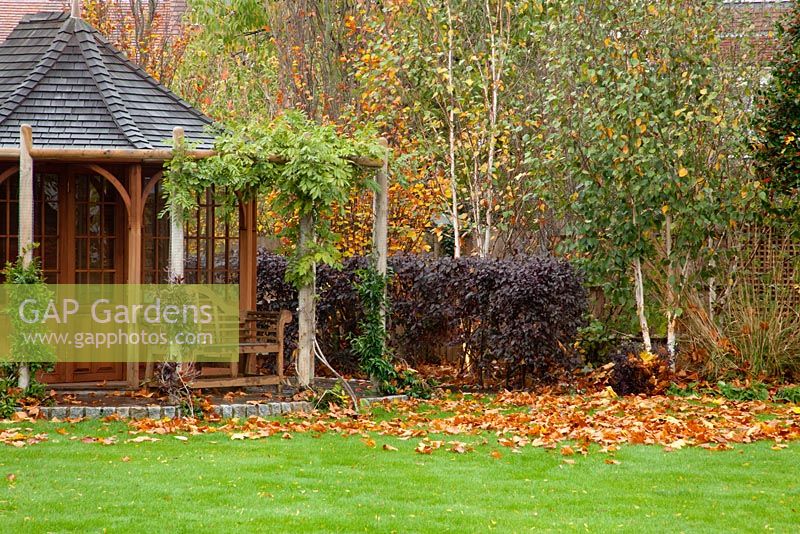 Autumnal garden with wooden Summer house. Planting of Fagus sylvatica 'Dawyck Gold', Betula utilis jacquemontii 'Doorenbos', Trachelospermum jasminoides and Wisteria sinensis 'Prolific'
