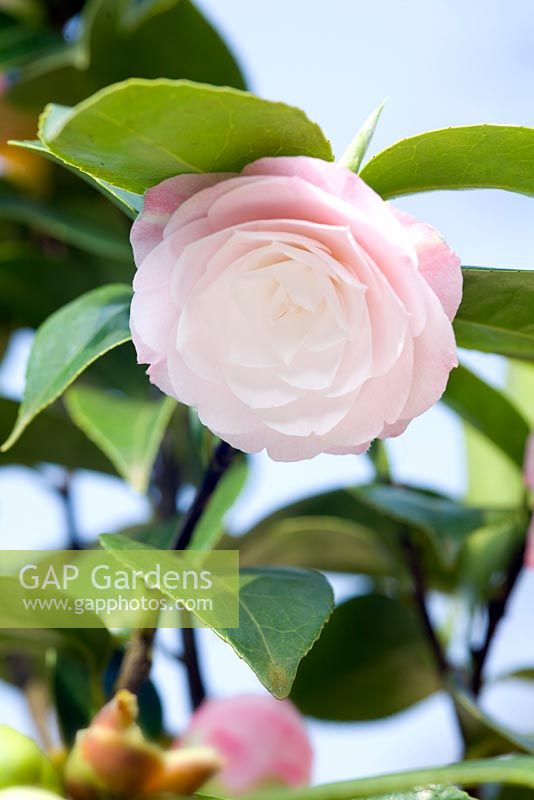 Camellia japonica 'Desire'