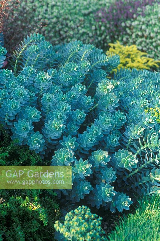 Euphorbia myrsinites - Blue Spurge