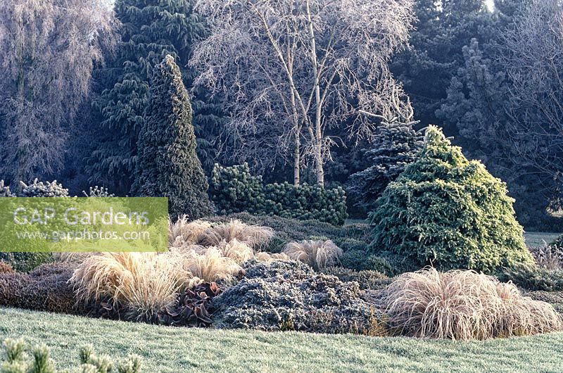 Frosty Winter garden with conifers, ornamental grasses and silver birch tree.